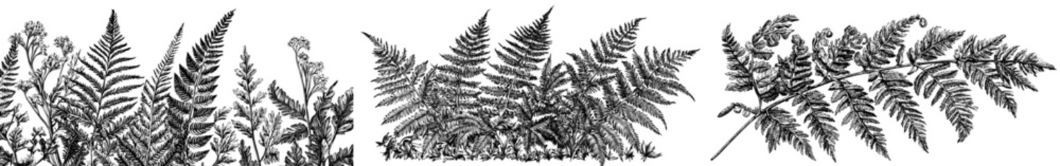 Naklejka premium Ferns and moss set of green botanical elements for graphic design and decor. Modern illustration EPS10.