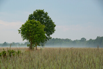 Dwa drzewa na skraju lasu © Lena