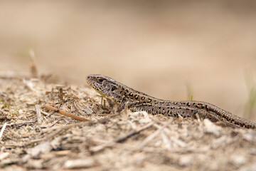Jaszczurka zwinka © Lena