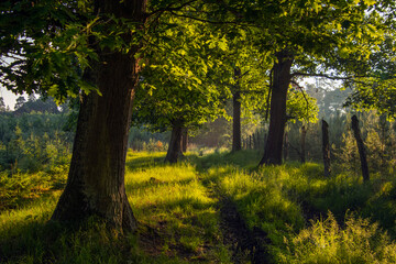Dębowa alejka © Lena