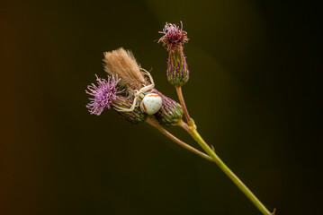 Pająk kwietnik na roślinie