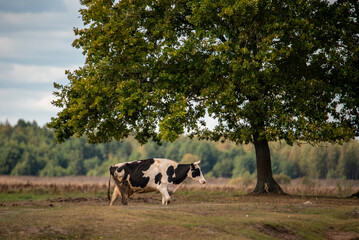 Czarno biała krowa pod drzewem © Lena