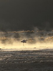 Flamingos in atacama desert