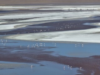 Flamingos in atacama desert