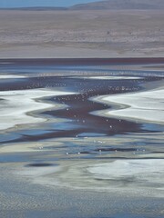 Flamingos in atacama desert
