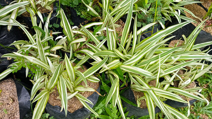 A collection of sansevieria trifasciata 'Laurentii' plants, showcasing their distinctive creamy-yellow stripes against dark green leaves. The plants are potted in black plastic containers