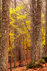 bosque otoñal