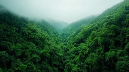 Fototapeta premium Aerial perspective of a vibrant rainforest, towering trees, dense green canopy, showcasing nature's rich biodiversity and intricate patterns