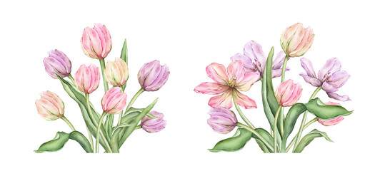 Delicate pastel multi-colored bud bouquet Tulips. Hand drawn watercolor illustration garden composition perennial bulbous flower for spring design or card, frames, banners, postcards, certificates