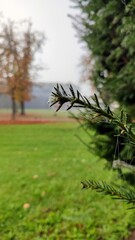 pine tree branches