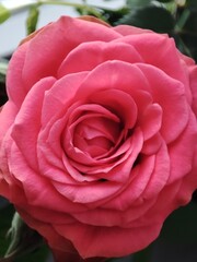 pink rose close up
