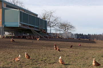 Biohühner vor ihrem Mobilstall auf der Wiese