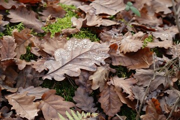wet Oak leaf