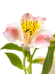 A flower with a yellow center and pink petals