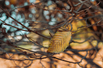 Herbstbl&auml;tter III