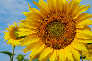 On the field of sunflowers little working bees sits on the sunflower