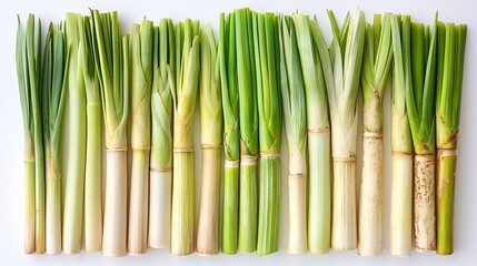 Fototapeta premium Isolated on white background lemongrass stalks with pale green and white gradient cut cleanly and arranged parallel with side empty space for text Stockphoto style