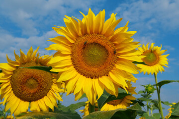 On the field of sunflowers little working bees sits on the sunflower