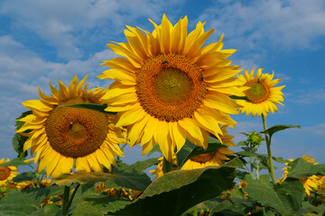 On the field of sunflowers little working bees sits on the sunflower