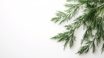 Fototapeta premium Isolated on white background fresh fennel fronds with light green feathery stems placed loosely for natural elegance and side empty space for text Stockphoto style