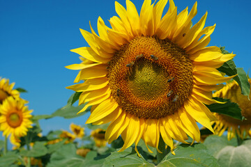 Fototapeta premium Worker bees on beautiful sunflowers in the field. Bees are very useful insects
