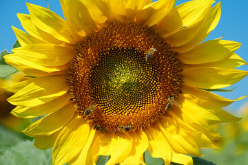 Field of beautiful sunflowers with many bees working. Bees are hard at work