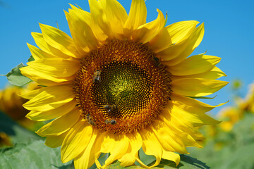 Field of beautiful sunflowers with many bees working. Bees are hard at work