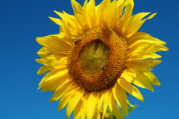 Fototapeta premium Field of beautiful sunflowers with many bees working. Bees are hard at work