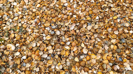 Close-up of a pile of mixed seashells on a beach. A vibrant close-up view of various types of seashells scattered across the beach.