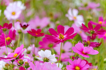 Fototapeta premium Bee on Vibrant Pink Cosmos Flowers in Bloom
