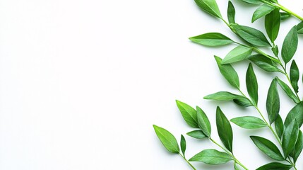 Isolated on white background cluster of fresh tarragon sprigs positioned upright showcasing their slender pointed leaves and side empty space for text Stockphoto style