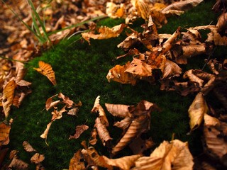 Leaves lying on moss in macro focus