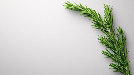 Fototapeta premium Isolated on white background single rosemary sprig placed horizontally with even needle alignment for simplicity and freshness and side empty space for text Stockphoto style