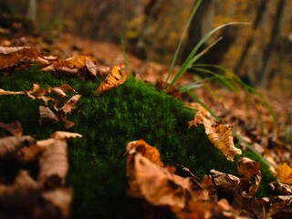 Leaves lying on moss in macro focus