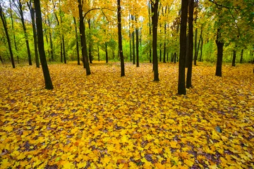 Foto op Canvas maple park  grove covered by red dry autumn leaves, seasonal outdoor scene © Yuriy Kulik