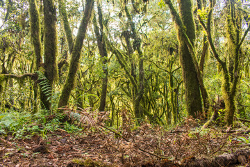 Obraz premium Sun bathed Araucaria moist forest (mixed ombrophilous forest) covered in moss - Sao Francisco de Paula, South of Brazil