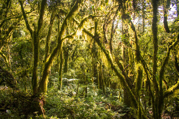 Sun bathed Araucaria moist forest (mixed ombrophilous forest) covered in moss - Sao Francisco de Paula, South of Brazil