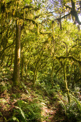 Sun bathed Araucaria moist forest (mixed ombrophilous forest) covered in moss - Sao Francisco de Paula, South of Brazil