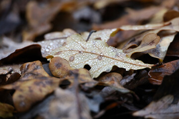 Autumn season, fallen oak leaves covered with water drops. Rain in a forest