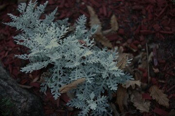 autumn white plant among brown and red leaves on the ground