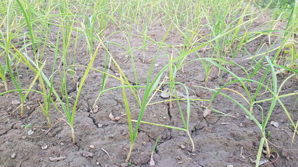 green wheat field