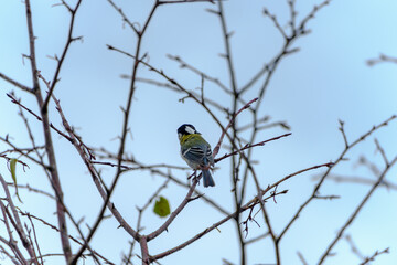 Great Tit Perched on Bare Branches