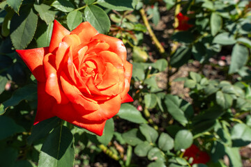 Vibrant Orange Rose Blooming in Sunlight