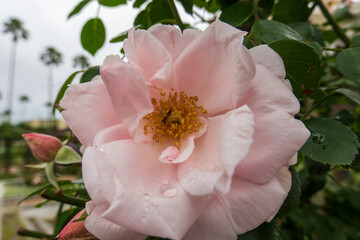 Obraz premium Soft Pink Rose with Dew Drops and Tiny Insect