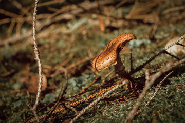 Brauner Pilz im Wald