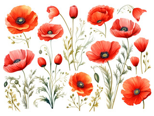 Exceptional Watercolor painting of a red poppy