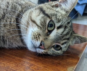 The gray, handsome European short-haired breed is gently caressing