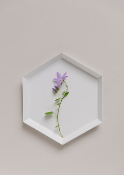Purple campanula flower on a hexagonal white plate.