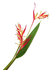 Heliconia psittacorum (Parrot's Beak or Lady Di) flowers with leaf, Tropical flowers isolated on white background, with clipping path