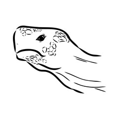 turtle in outlines - vector illustration. Asian land turtle, vector
